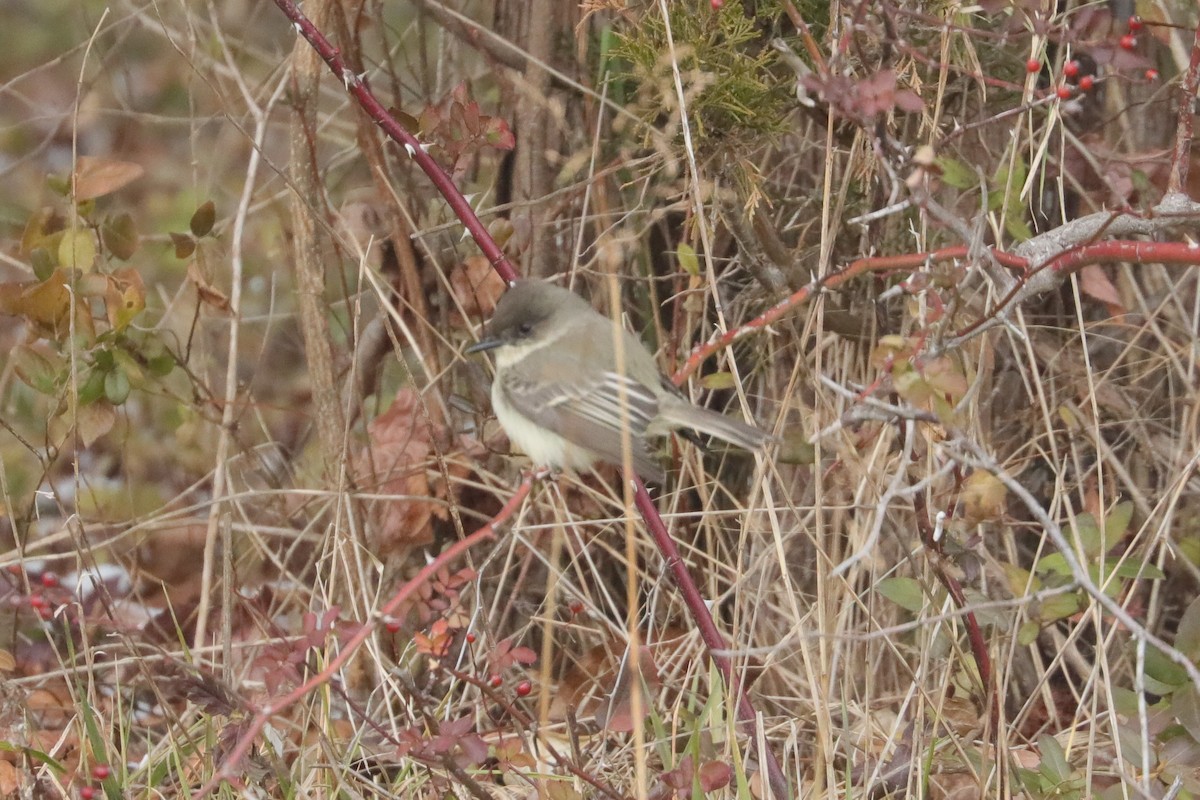 Eastern Phoebe - ML647034159