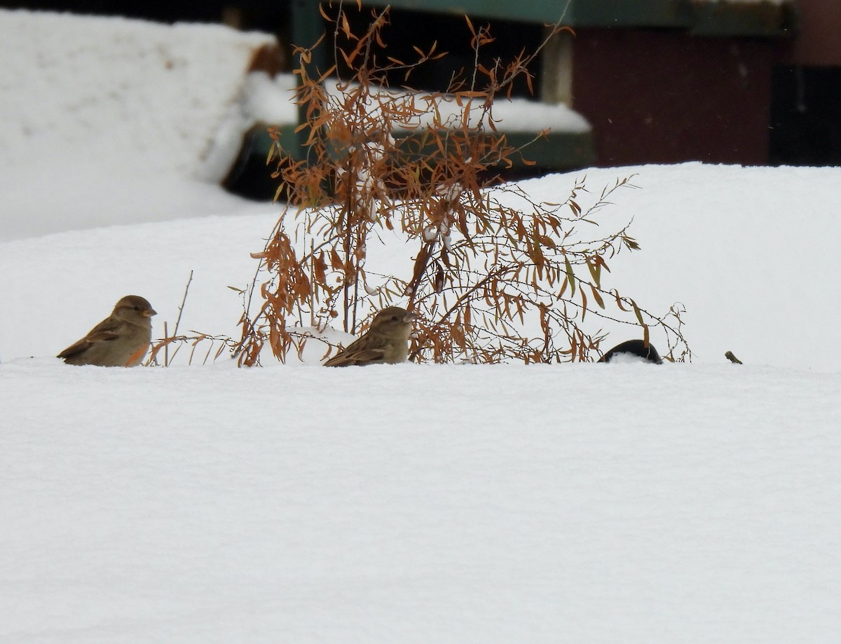 House Sparrow - ML647034160