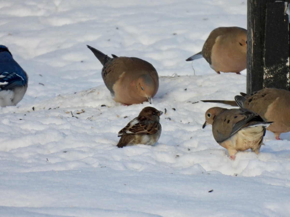 House Sparrow - ML647034161