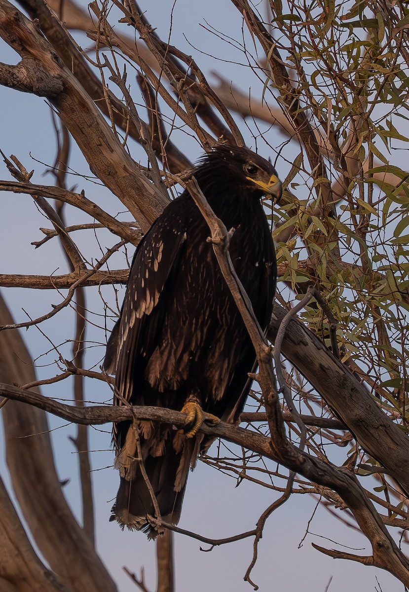 Greater Spotted Eagle - ML647034167