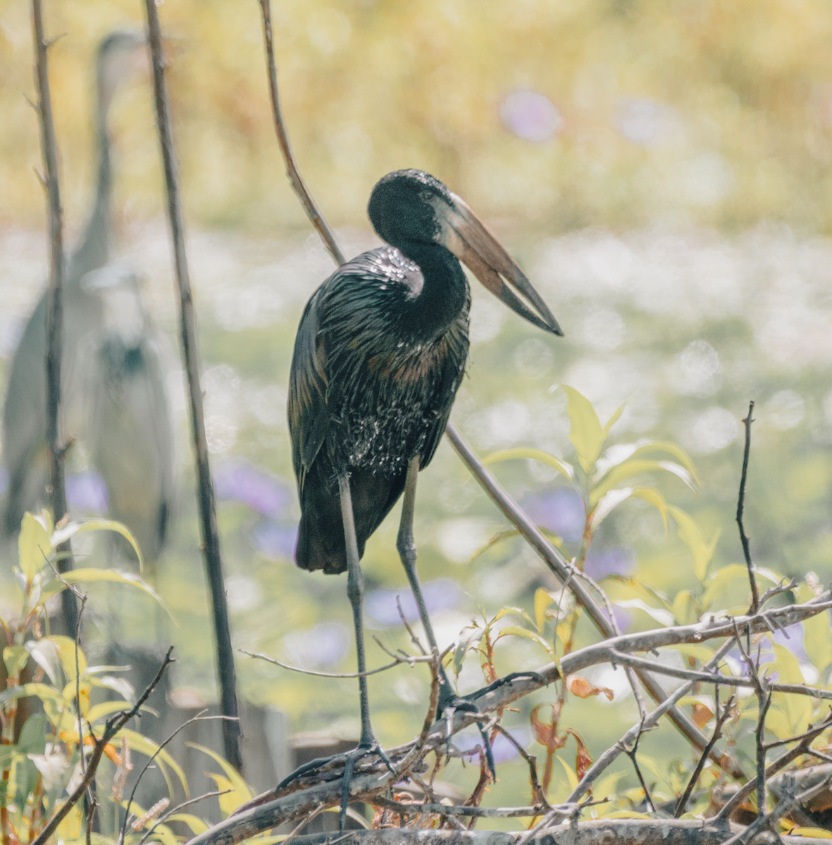 African Openbill - ML647034175