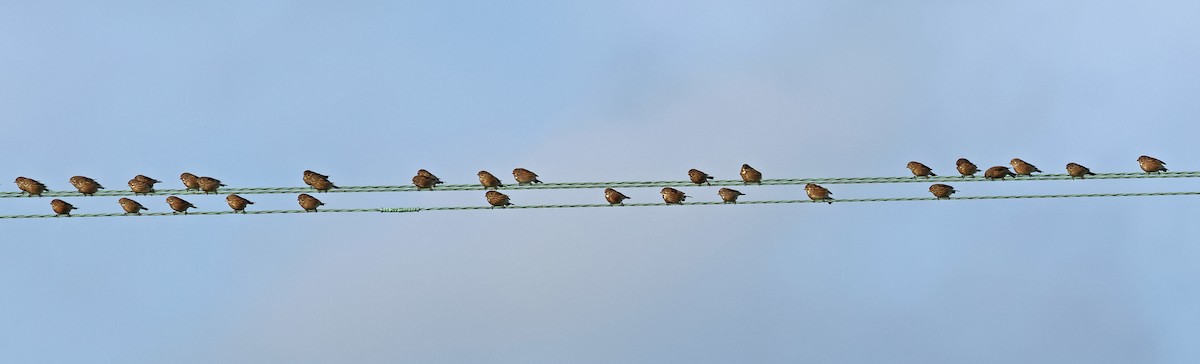 Bluthänfling - ML647034176