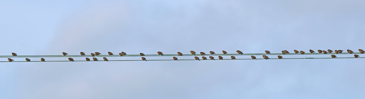 Bluthänfling - ML647034177