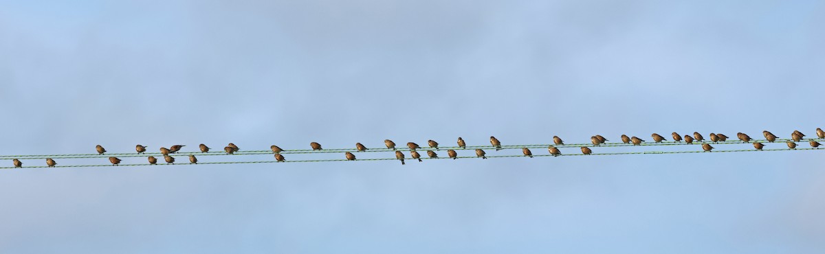 Bluthänfling - ML647034178