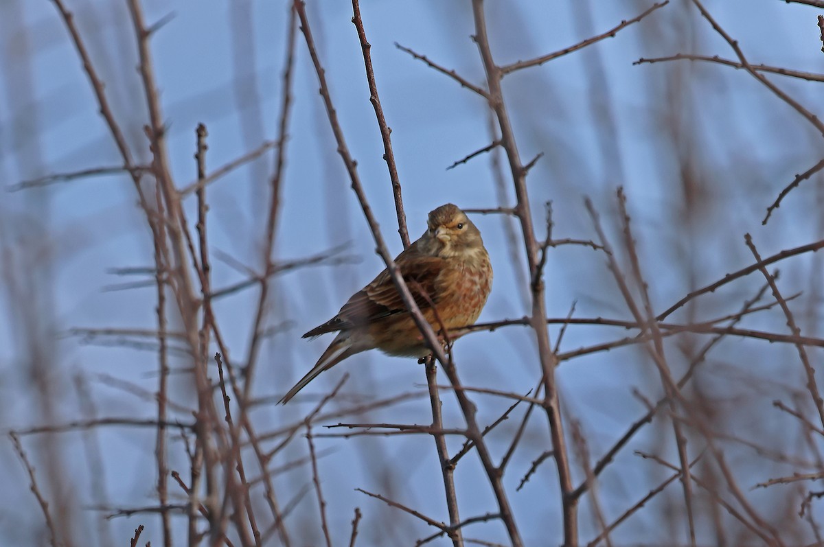 Bluthänfling - ML647034179