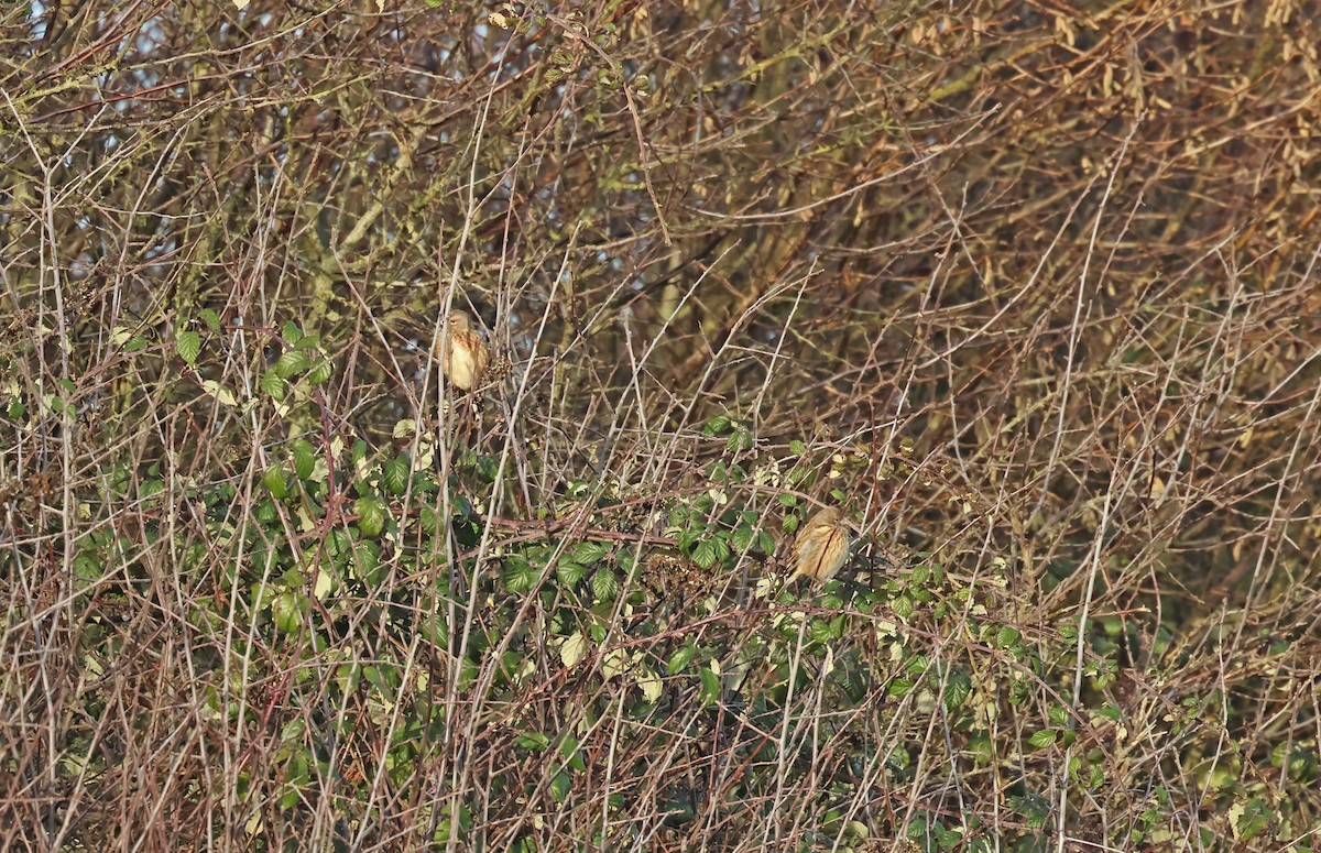 Bluthänfling - ML647034180