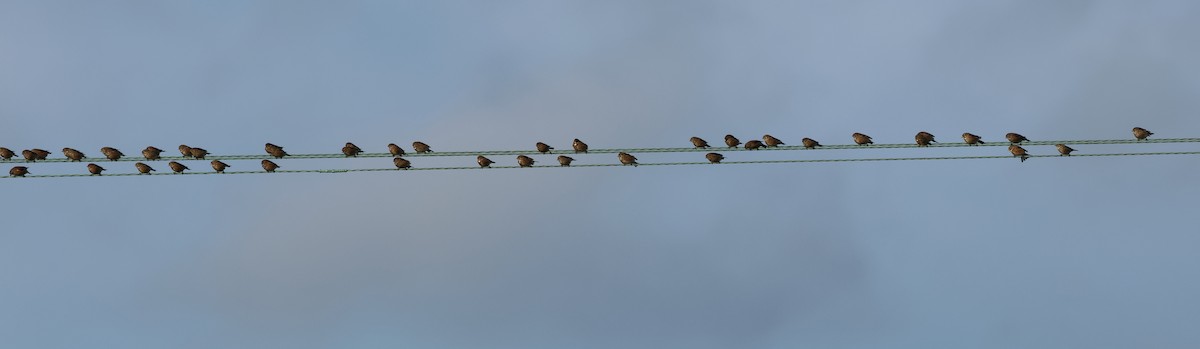 Bluthänfling - ML647034181