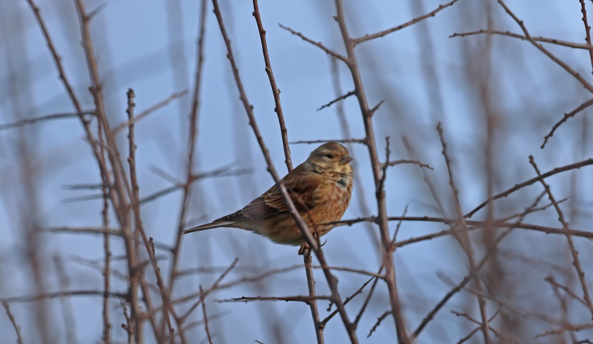 Bluthänfling - ML647034182