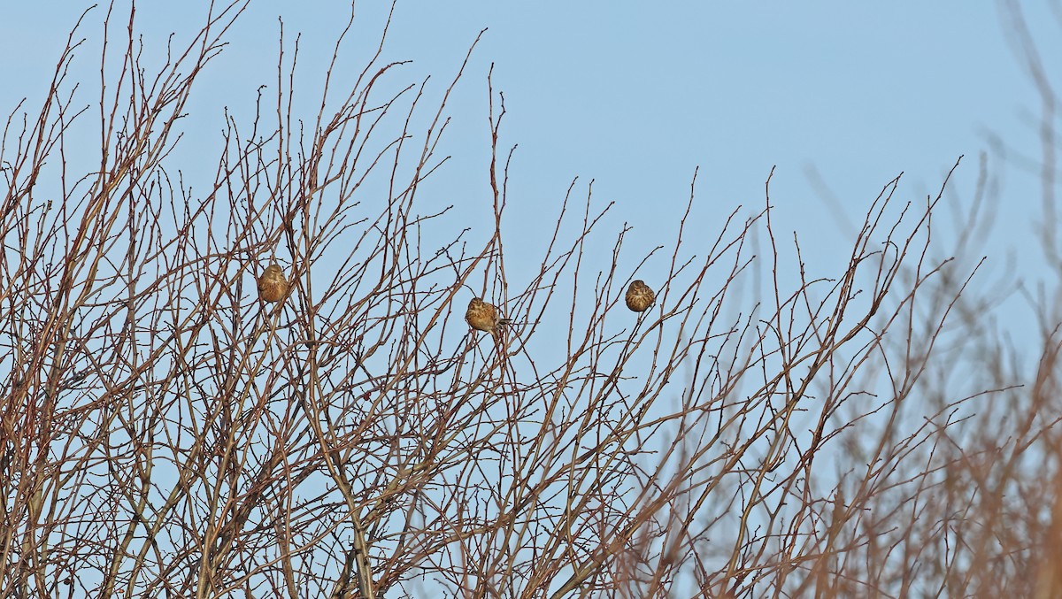 Bluthänfling - ML647034183