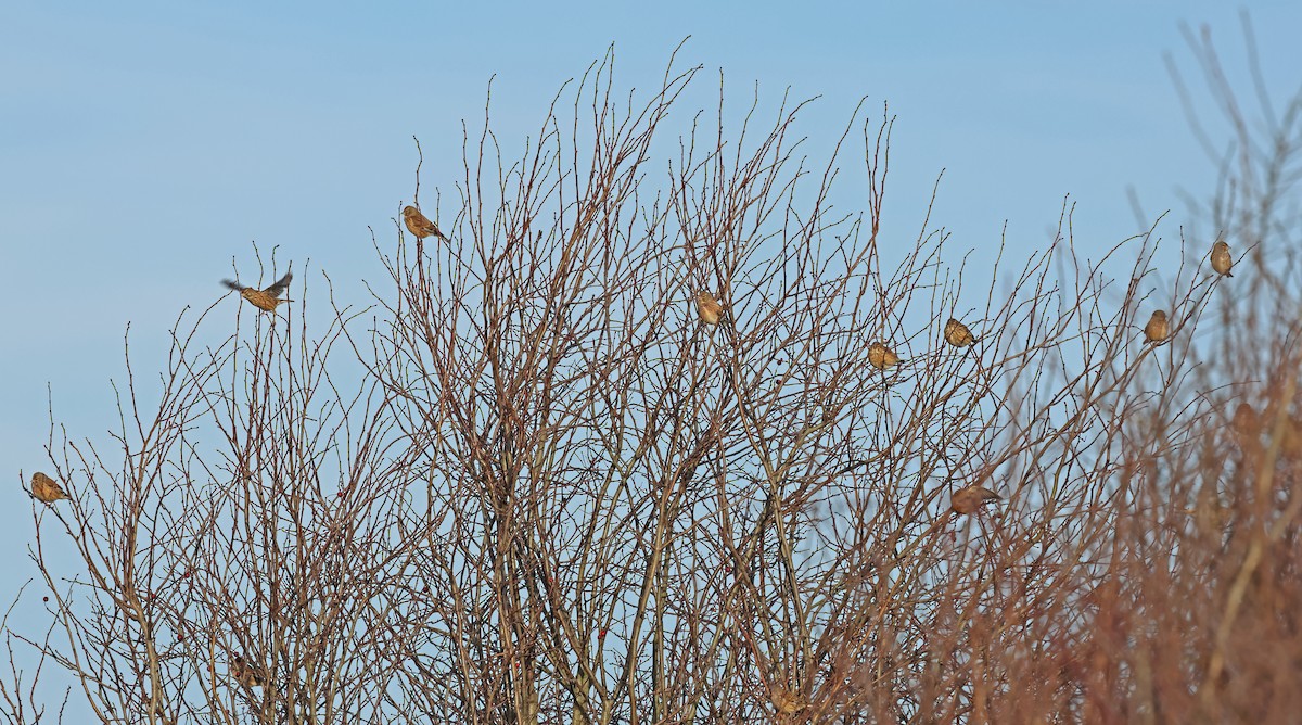 Bluthänfling - ML647034187