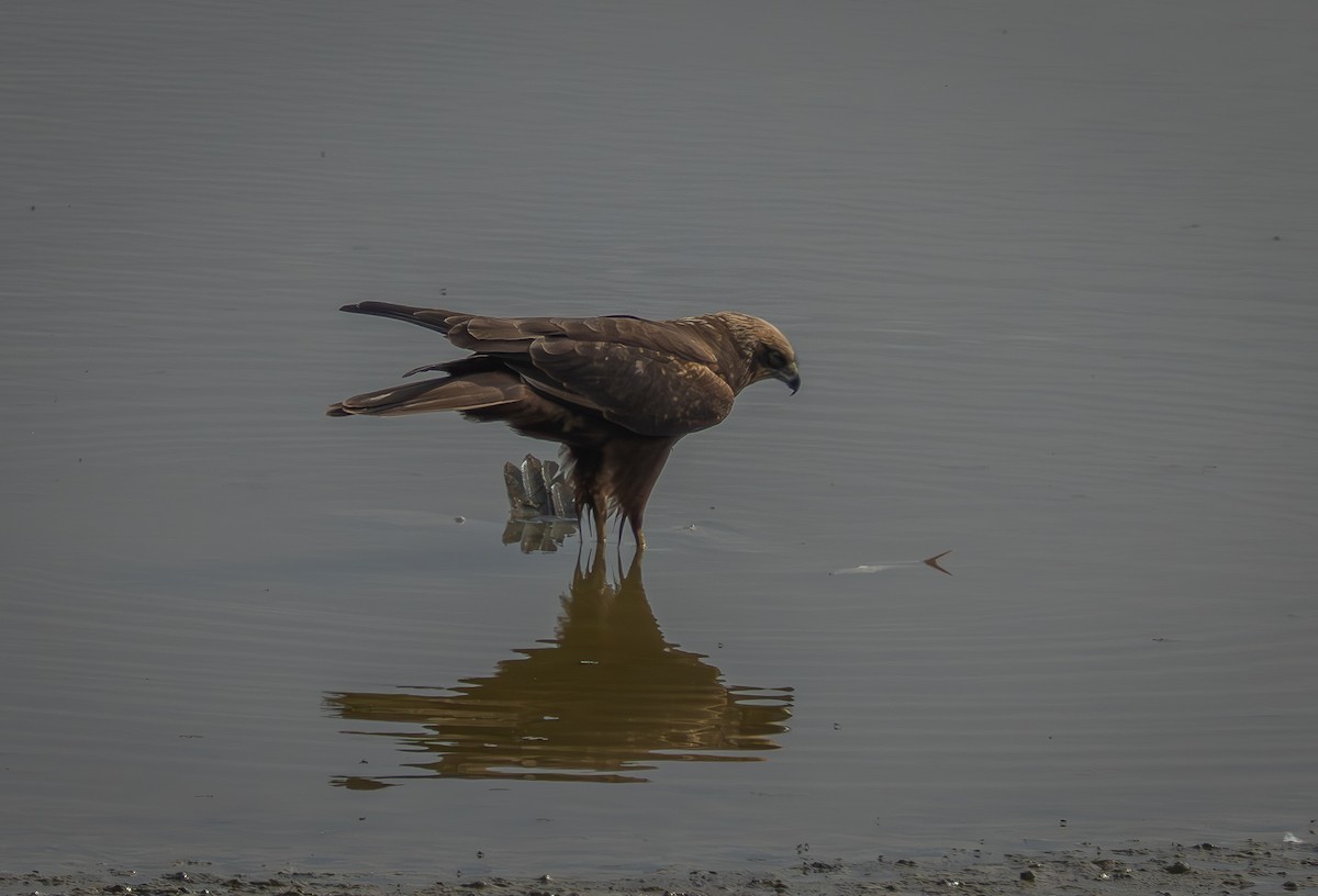 Western Marsh Harrier - ML647034190