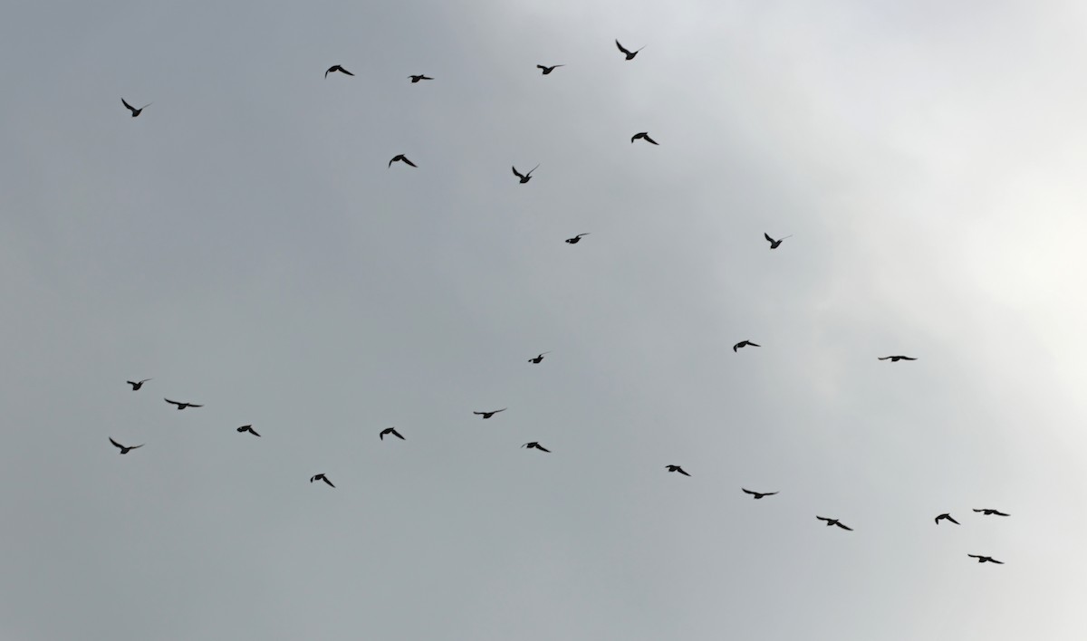 Сивка звичайна - ML647034193