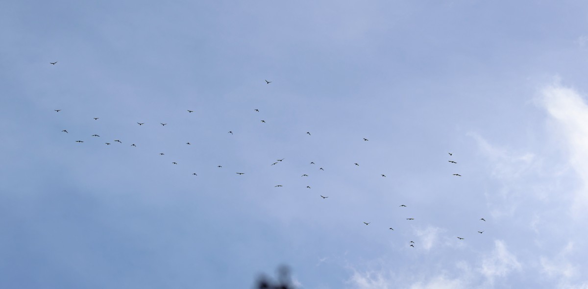 Сивка звичайна - ML647034194