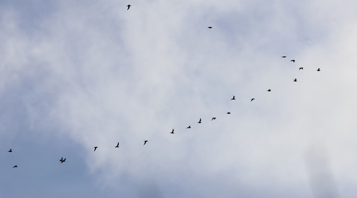 Сивка звичайна - ML647034195