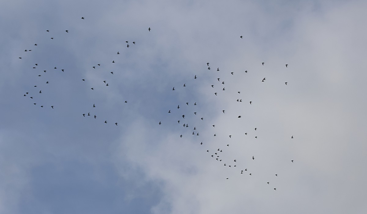 Сивка звичайна - ML647034196