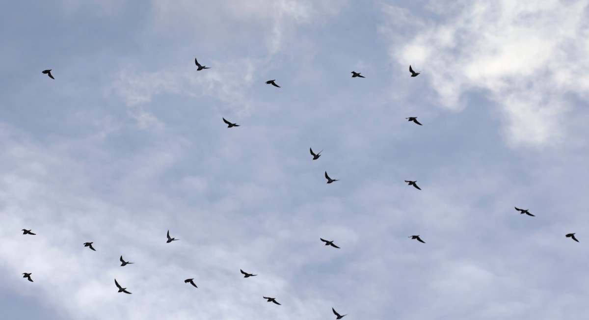 Сивка звичайна - ML647034198