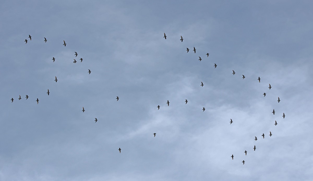 Сивка звичайна - ML647034200