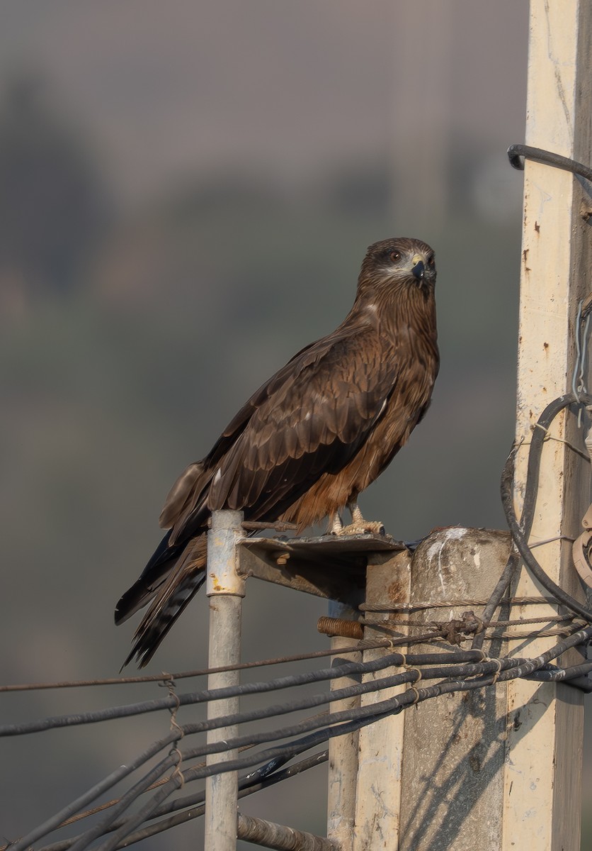 Black Kite - ML647034201