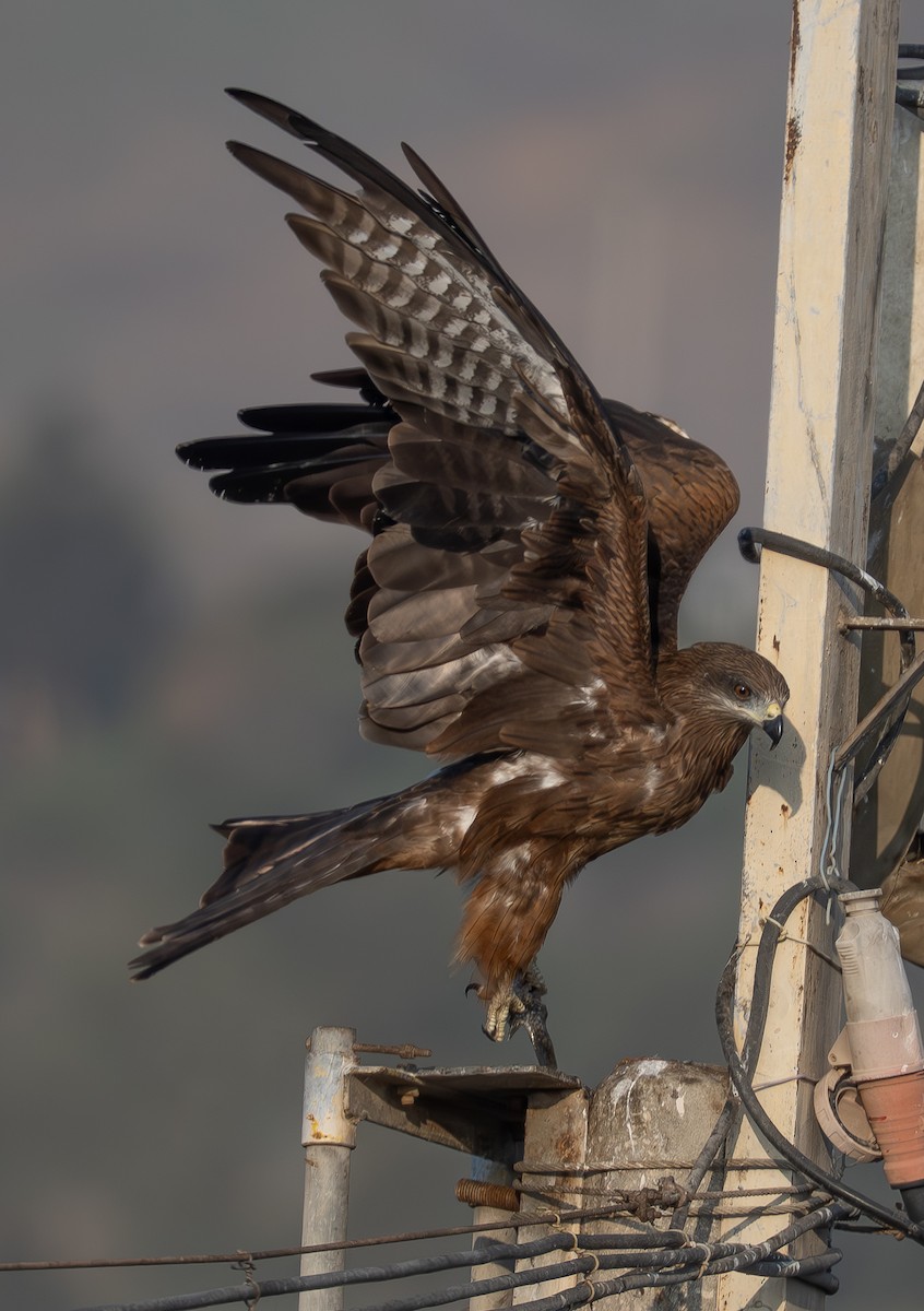 Black Kite - ML647034202