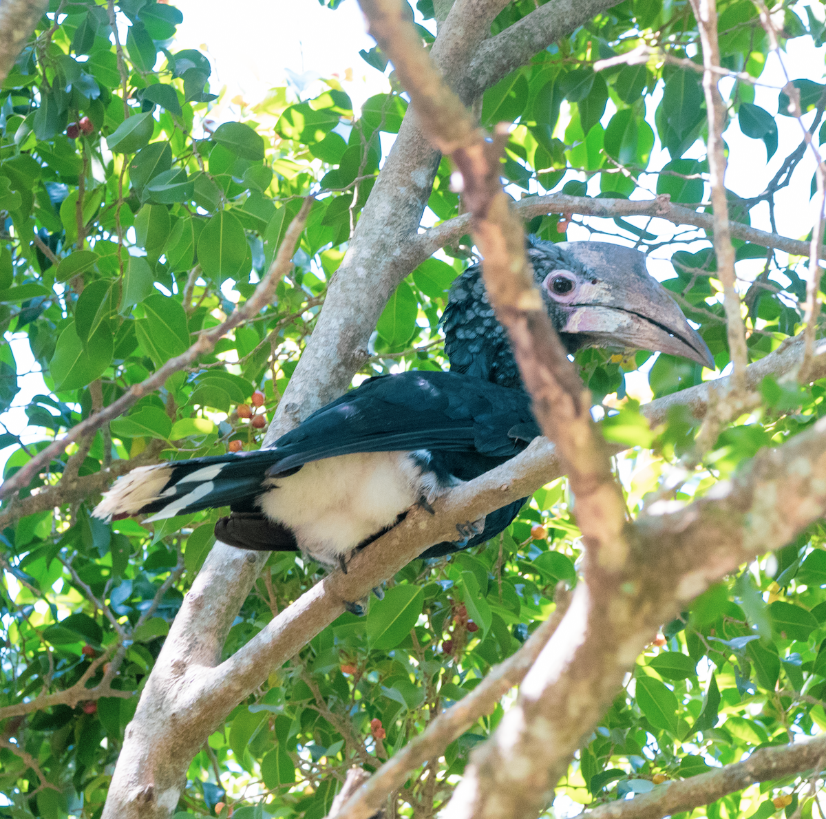 Silvery-cheeked Hornbill - ML647034203