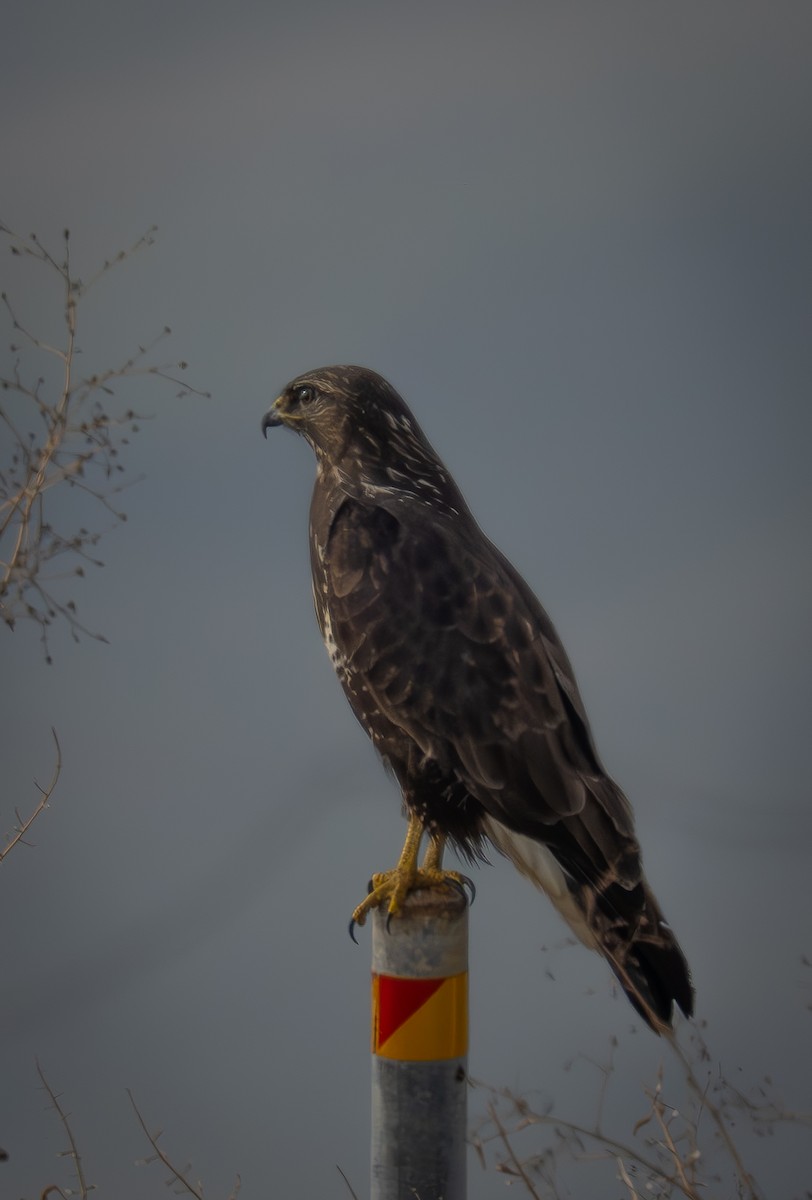 Common Buzzard - ML647034204