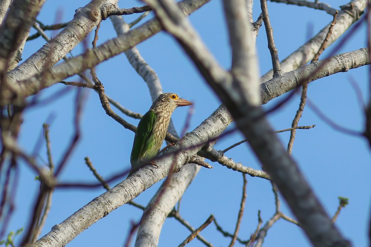 Lineated Barbet - ML647034206