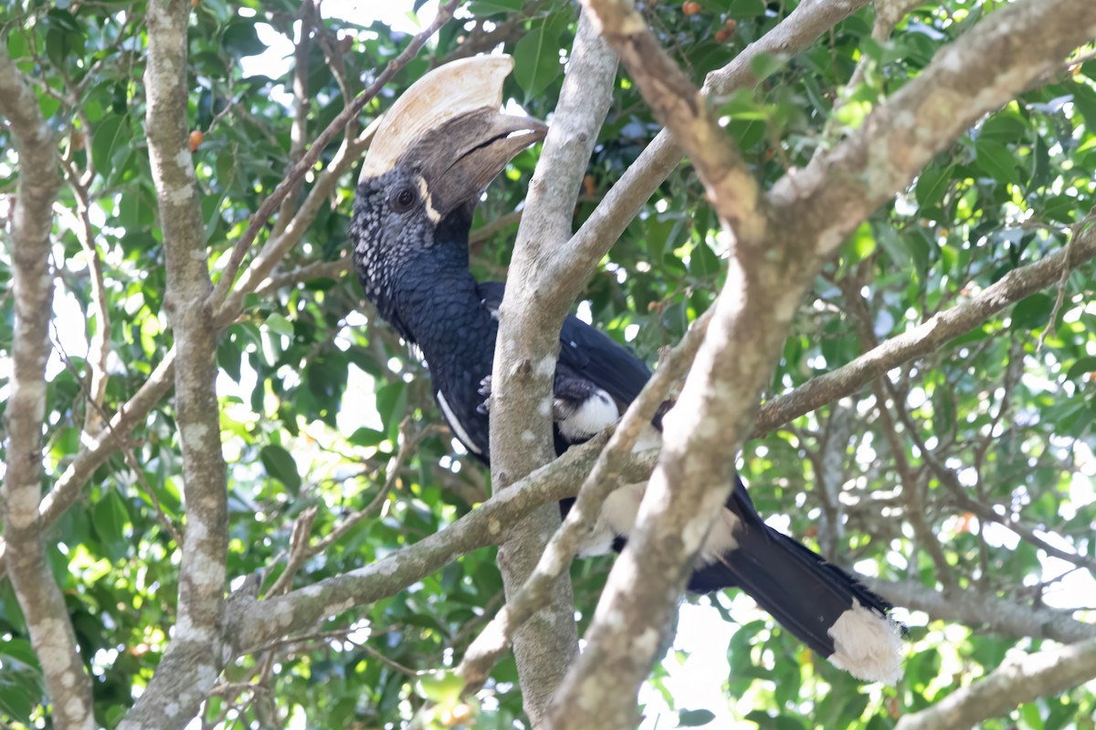Silvery-cheeked Hornbill - ML647034207