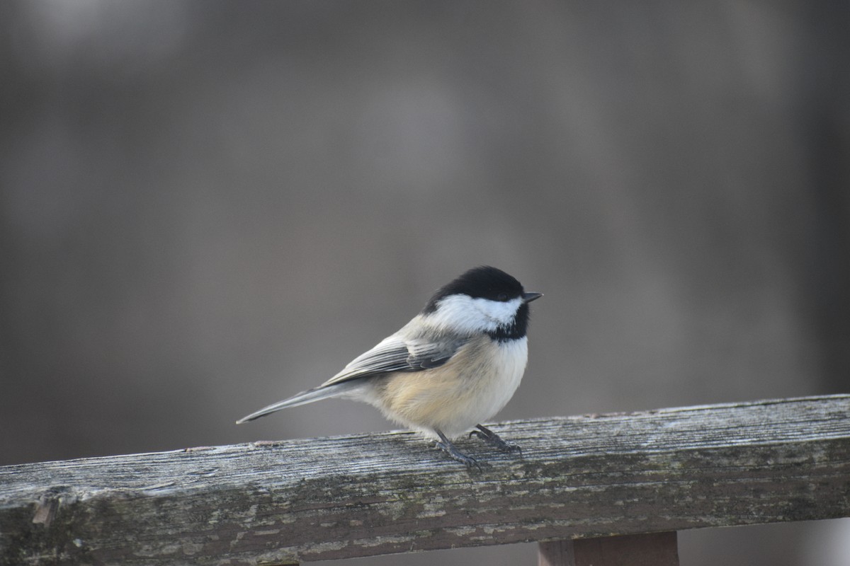 Black-capped Chickadee - ML647034211