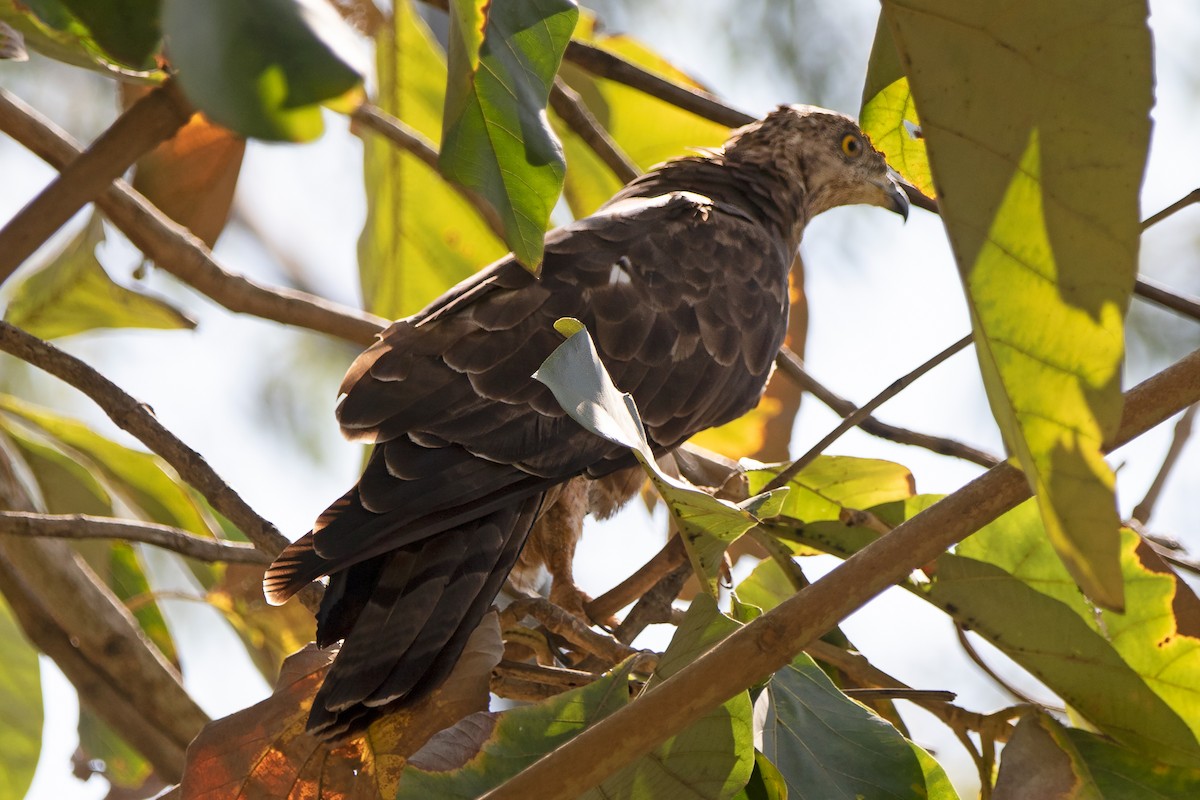 European Honey-buzzard - ML647034220
