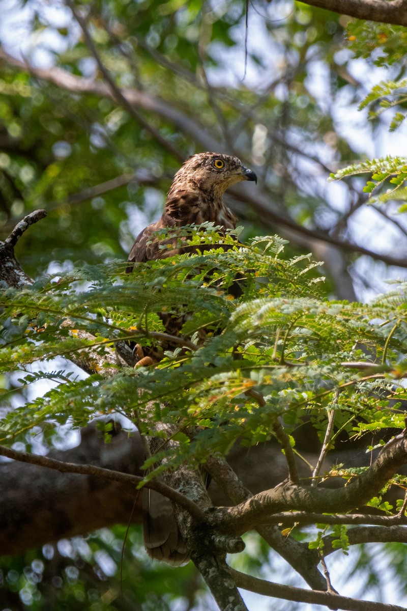 European Honey-buzzard - ML647034221