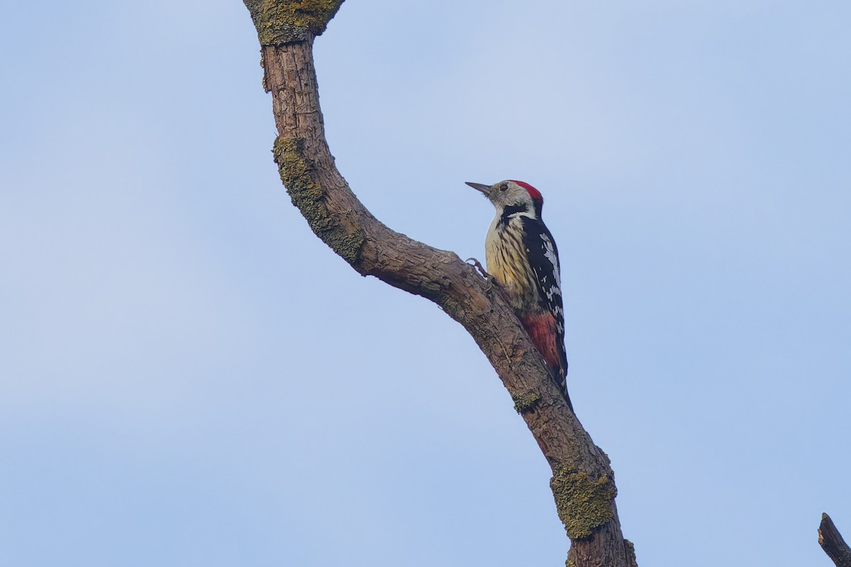 Middle Spotted Woodpecker - ML647034222