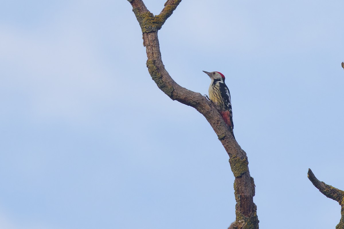 Middle Spotted Woodpecker - ML647034223