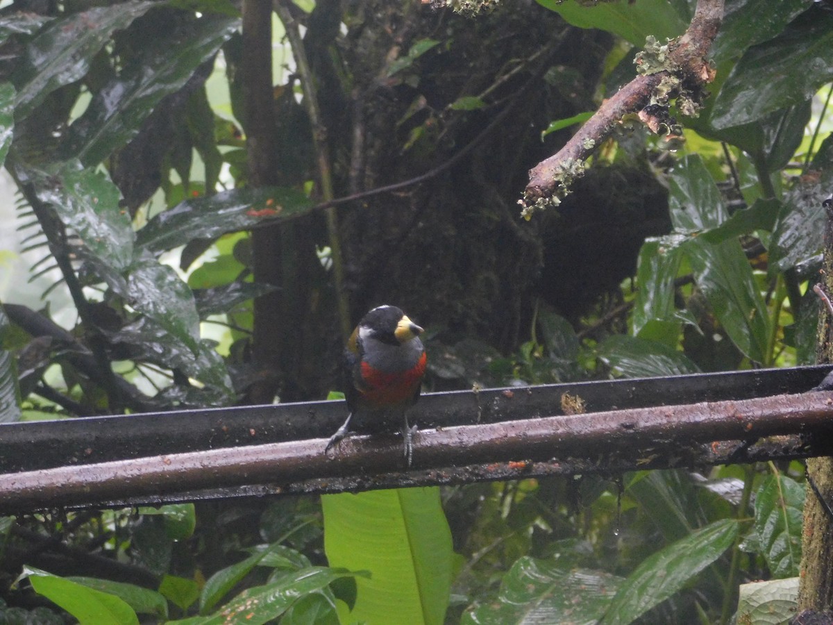 Toucan Barbet - ML647034226