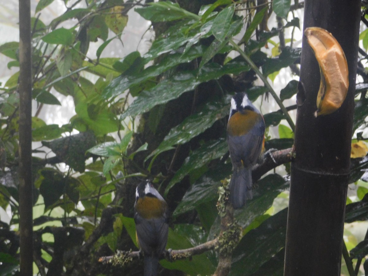 Toucan Barbet - ML647034227