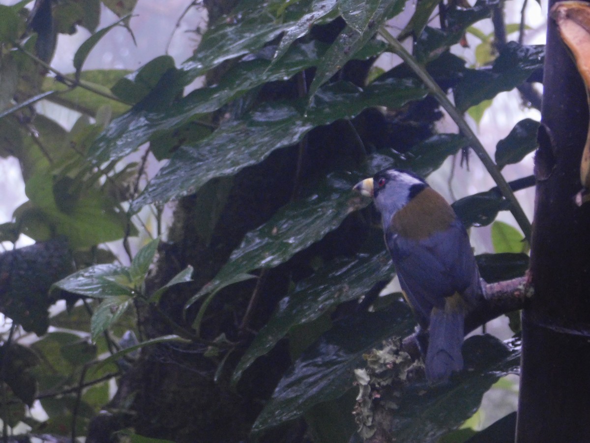 Toucan Barbet - ML647034228