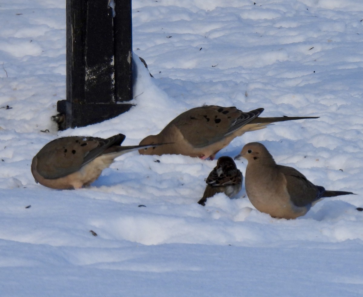 Mourning Dove - ML647034229