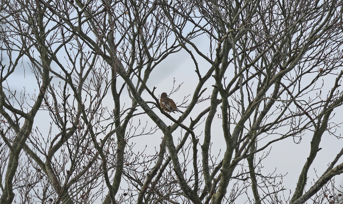 ヤドリギツグミ - ML647034231