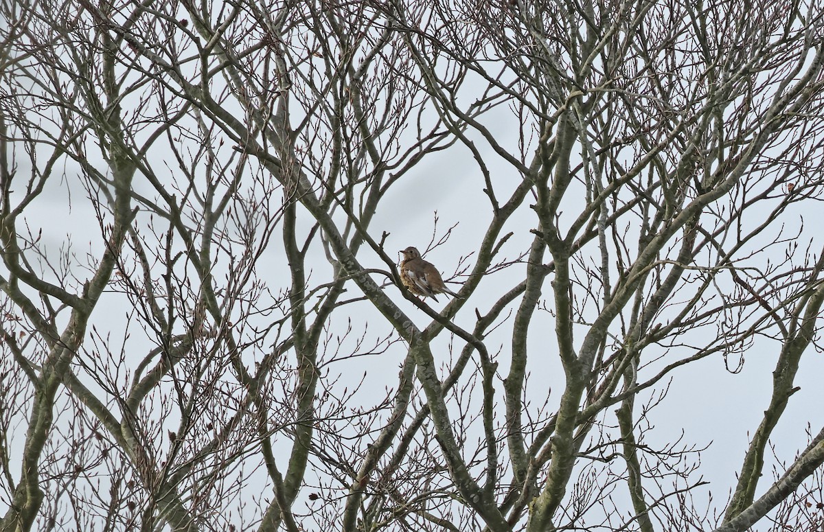 ヤドリギツグミ - ML647034232