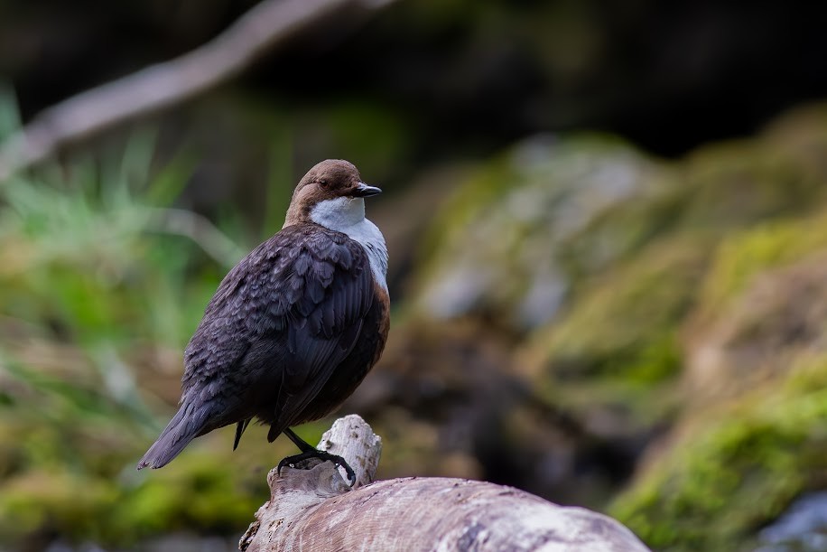 White-throated Dipper - ML647034234