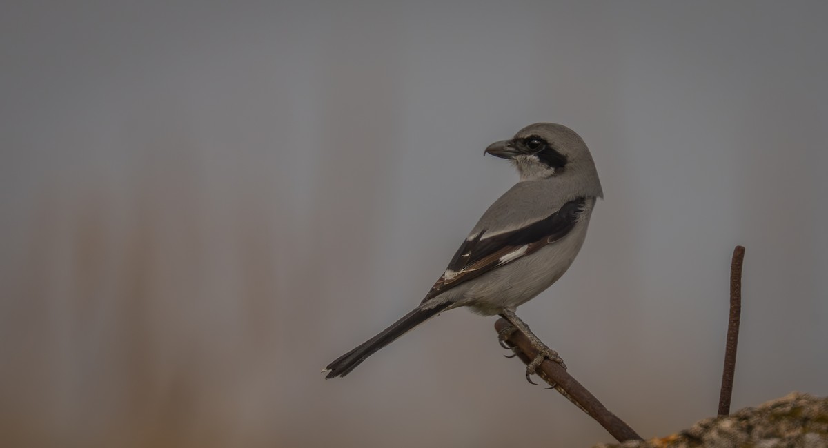 Great Gray Shrike - ML647034235