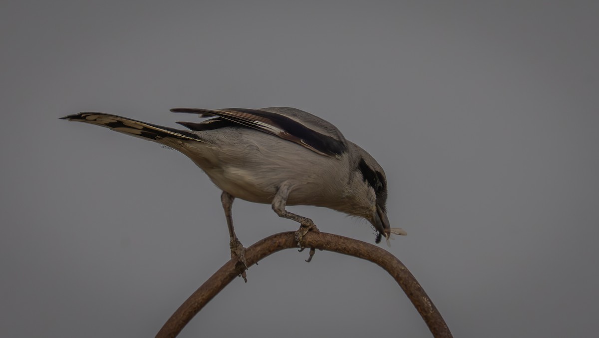 Great Gray Shrike - ML647034236