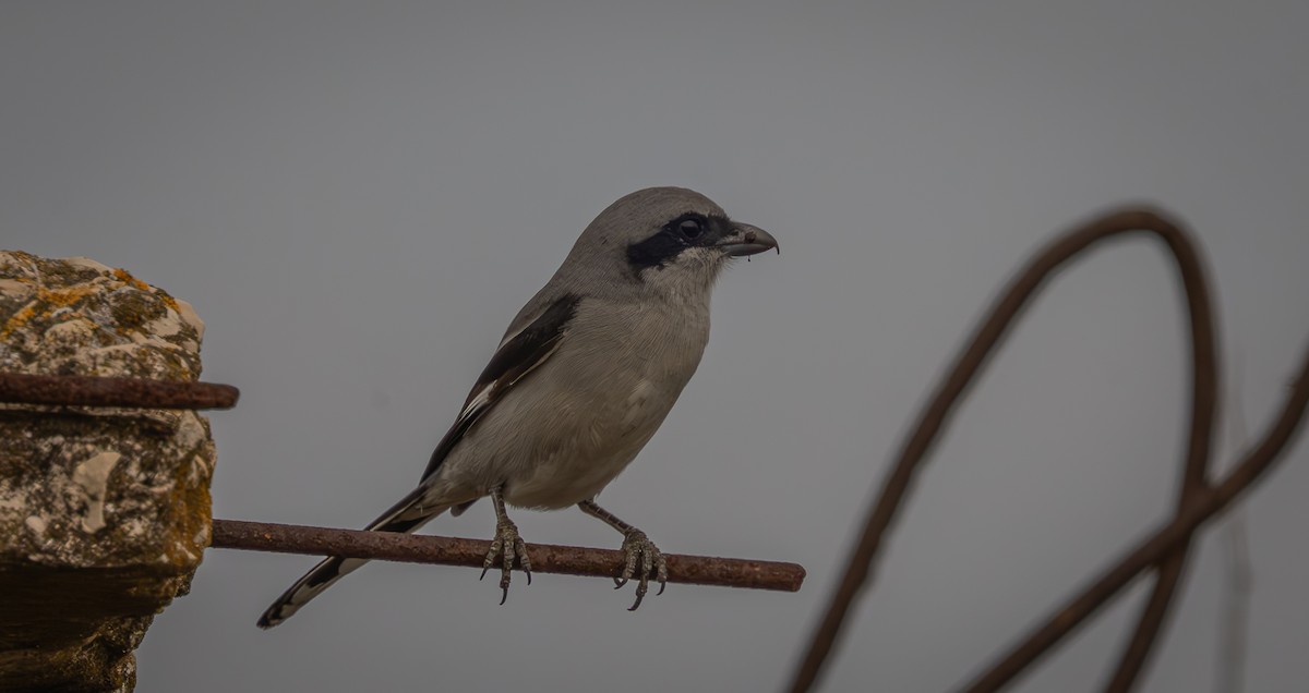 Great Gray Shrike - ML647034237