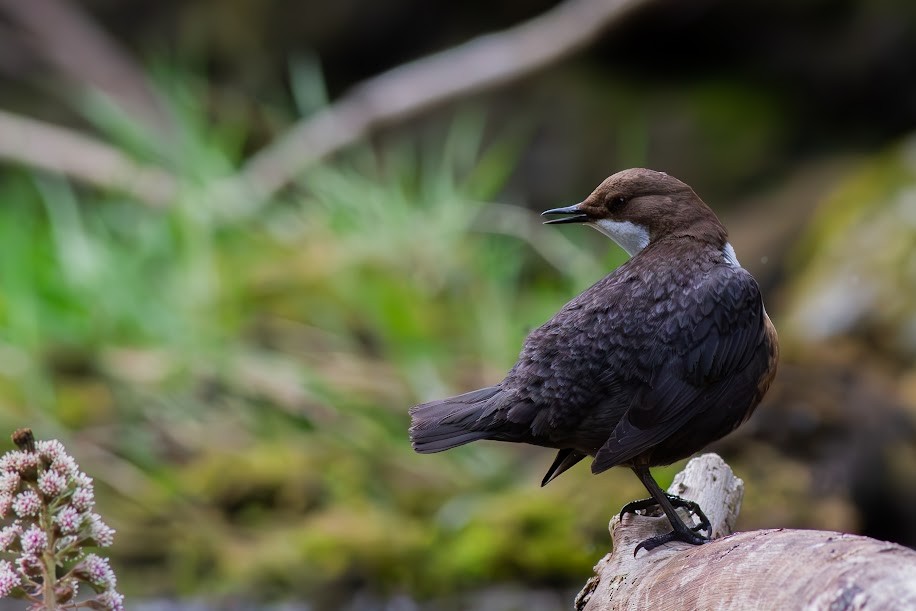White-throated Dipper - ML647034238