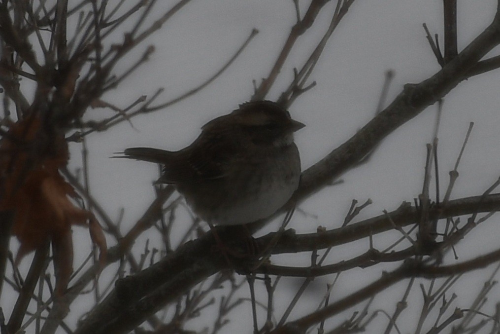 White-throated Sparrow - ML647034239