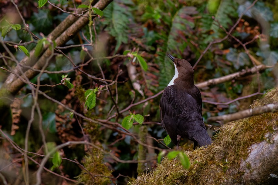 White-throated Dipper - ML647034252