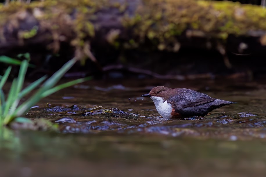 White-throated Dipper - ML647034254
