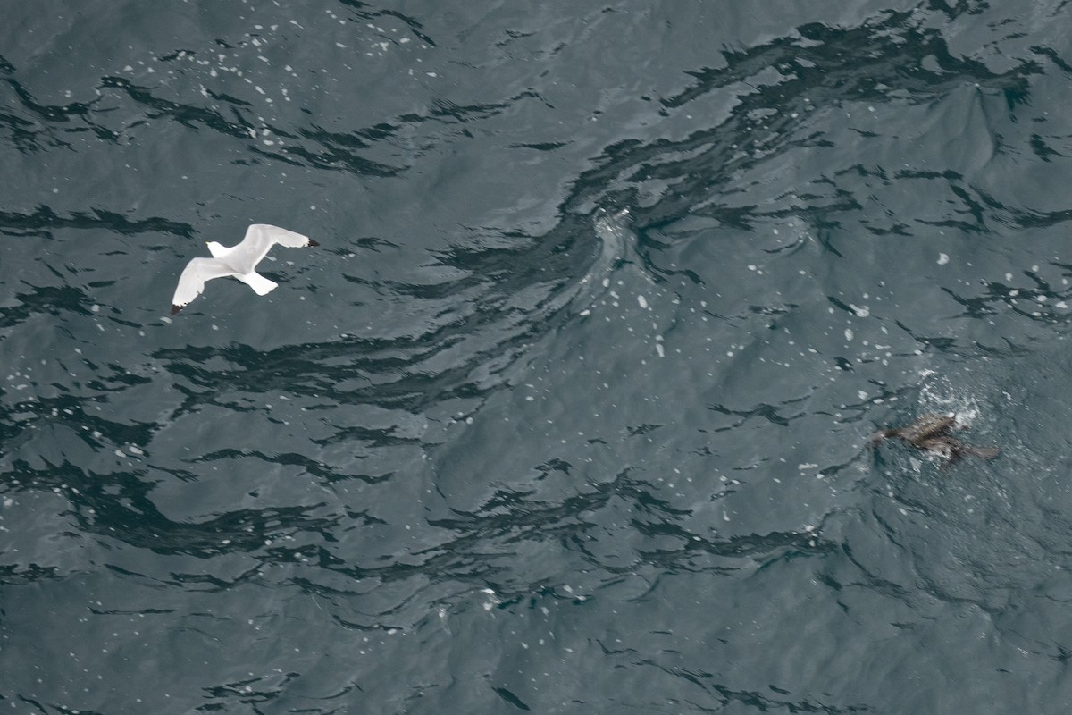 Black-legged Kittiwake - ML647034255