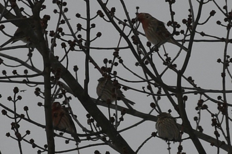 House Finch - ML647034256