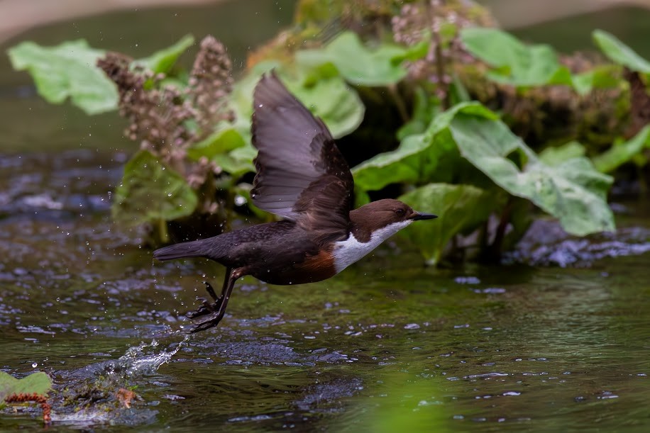 White-throated Dipper - ML647034257