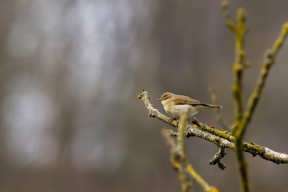 עלווית אפורה - ML647034261